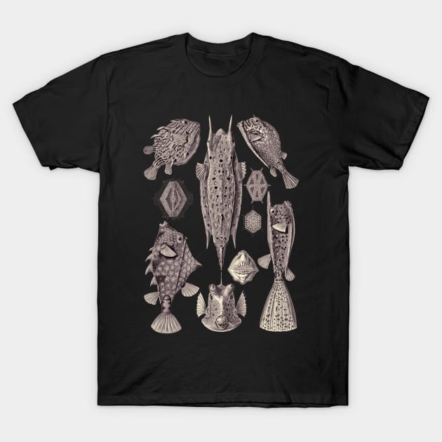 Ernst Haeckel Ostraciontes Fish Lavander Grey T-Shirt by Scientistudio